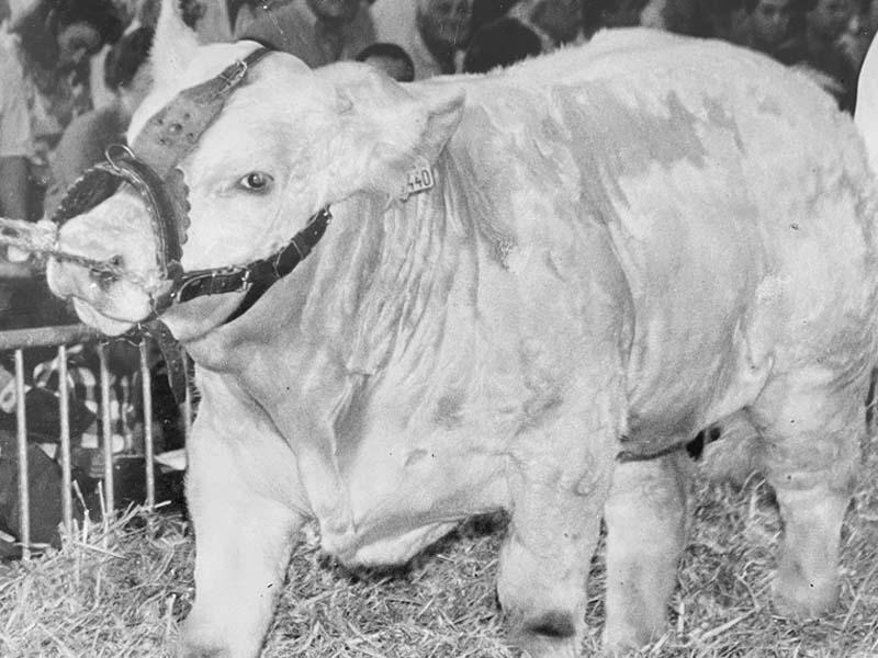 Veau du GAEC Cuzin Bernard et Fils